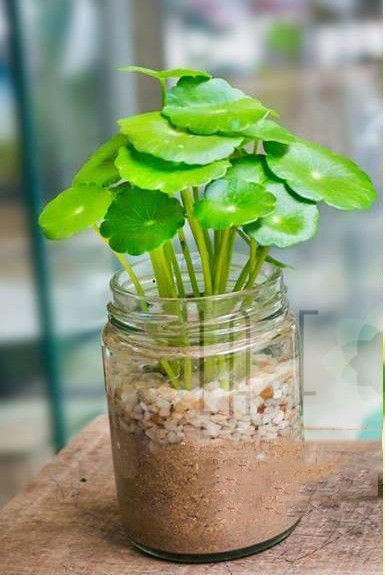 4 loại cây như 'cỗ máy in tiền', đặt 1 chậu trong nhà vừa đẹp, vừa rủng rỉnh tiền bạc - Ảnh 2 4 loại cây như 'cỗ máy in tiền', đặt 1 chậu trong nhà vừa đẹp, vừa rủng rỉnh tiền bạc - Ảnh 2