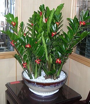 4 loại cây như 'cỗ máy in tiền', đặt 1 chậu trong nhà vừa đẹp, vừa rủng rỉnh tiền bạc - Ảnh 3 4 loại cây như 'cỗ máy in tiền', đặt 1 chậu trong nhà vừa đẹp, vừa rủng rỉnh tiền bạc - Ảnh 3