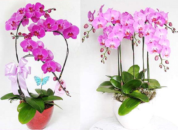 Misshoa - cửa hàng hoa lan hồ điệp TPHCM - Ảnh 1 Misshoa - cửa hàng hoa lan hồ điệp TPHCM - Ảnh 1
