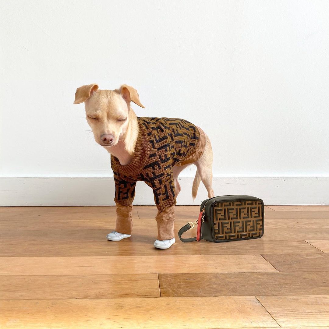 Khi thú cưng diện đồ hiệu: Độ trendy chắc chắn các tín đồ thời trang 'lép vế'  - Ảnh 2