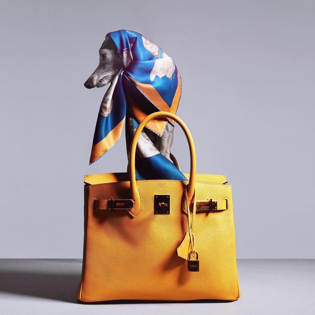 Khi thú cưng diện đồ hiệu: Độ trendy chắc chắn các tín đồ thời trang 'lép vế'  - Ảnh 7