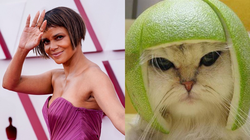 Kiểu tóc 'gặm nhấm' của Halle Berry tại thảm đỏ Oscar 2021 bị dân tình chế ảnh đầy hài hước. - Ảnh 5 Kiểu tóc 'gặm nhấm' của Halle Berry tại thảm đỏ Oscar 2021 bị dân tình chế ảnh đầy hài hước. - Ảnh 5