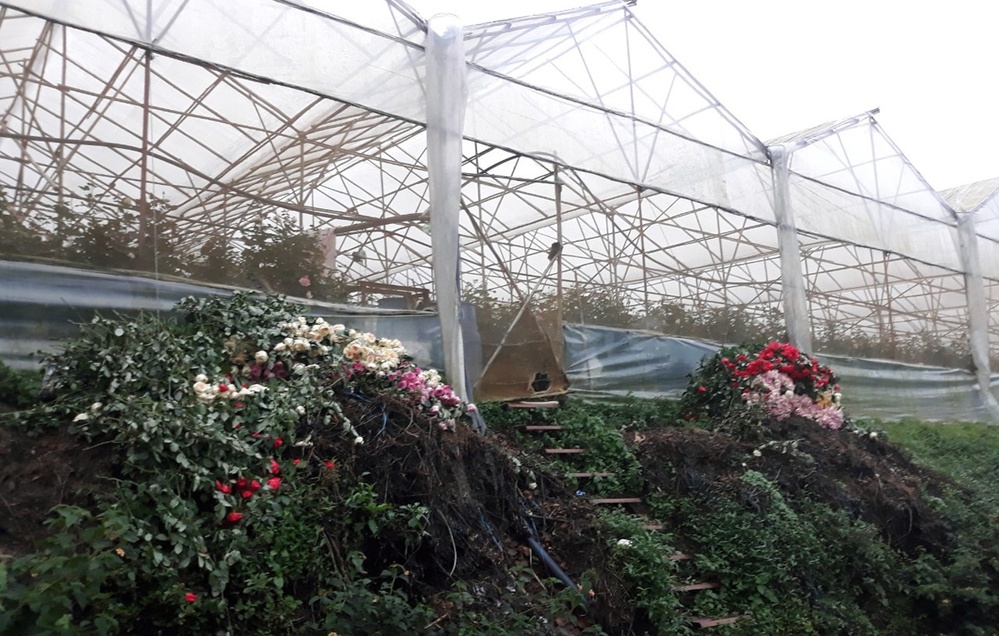 Nghẹn đắng trước thảm cảnh của người nông dân Đà Lạt: Hoa rẻ như cho, xếp đống chờ đổ bỏ - Ảnh 1