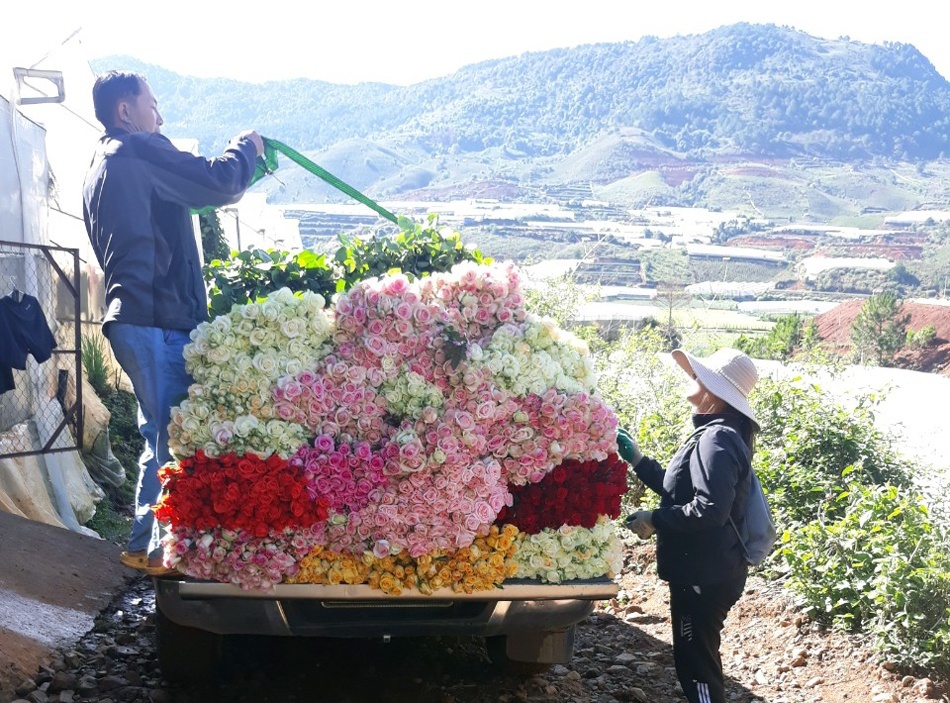 Chỉ hoa loại 1 mới được thu mua, còn hoa loại 2, loại 3 đành nằm lại vườn, chờ đổ bổ. Ảnh: Thanhnien