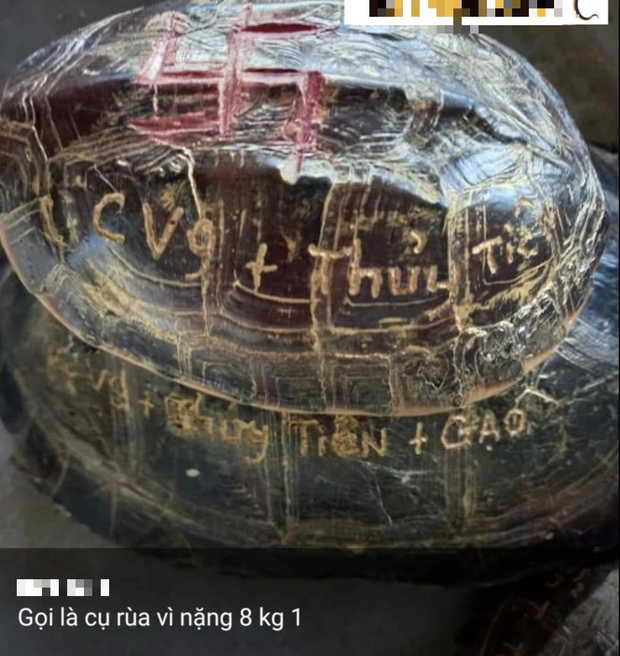 Theo khoa học, mai rùa có dây thần kinh bên trong và nơi cung cấp máu, hành động khắc tên mai rùa có thể khiến chúng cảm thấy đau đớn, ảnh hưởng đến sự phát triển sau khi được thả về tự nhiên Theo khoa học, mai rùa có dây thần kinh bên trong và nơi cung cấp máu, hành động khắc tên mai rùa có thể khiến chúng cảm thấy đau đớn, ảnh hưởng đến sự phát triển sau khi được thả về tự nhiên