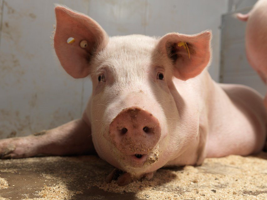 Tình hình dịch tả lợn Châu Phi tái bùng phát tại một số địa phương đang đe dọa trực tiếp đến người chăn nuôi