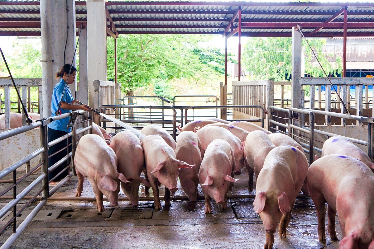 Một số địa phương tái bùng phát dịch tả lợn Châu Phi khiến người chăn nuôi Một số địa phương tái bùng phát dịch tả lợn Châu Phi khiến người chăn nuôi