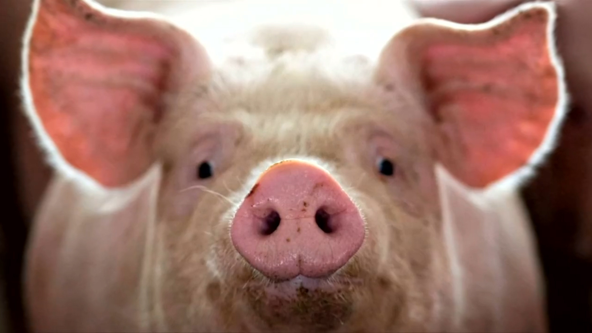 Giá heo hơi hôm nay 12/10: Đà giảm vẫn tiếp diễn - Ảnh 1