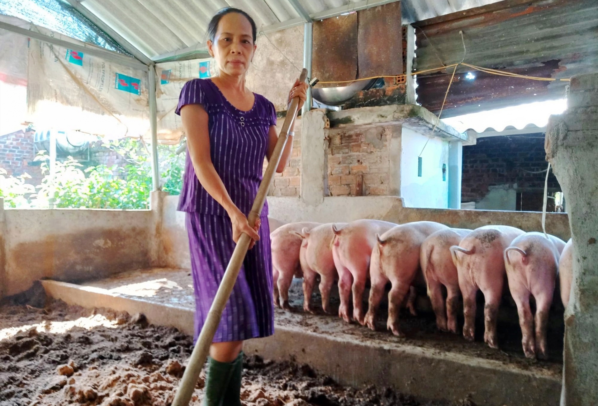 Giá heo hơi hôm nay 15/10: Tăng giảm không đều - Ảnh 1