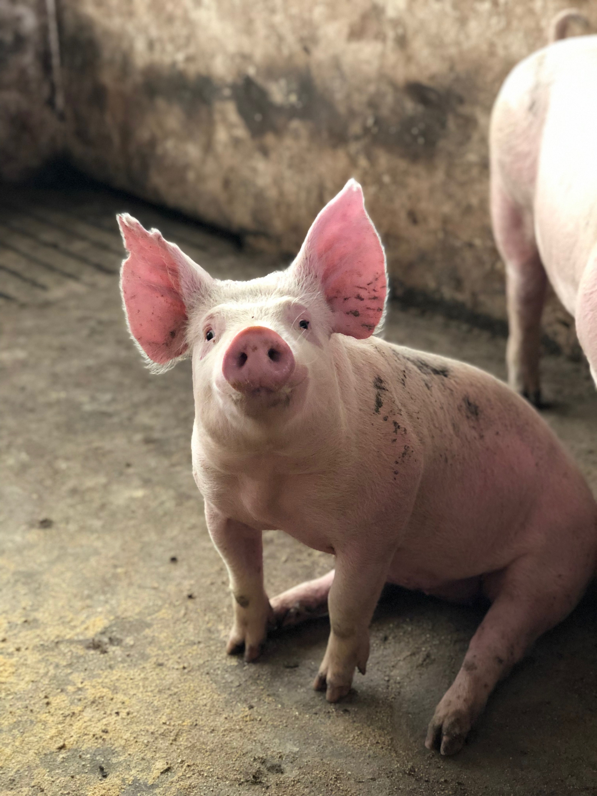 Giá heo hơi hôm nay 19/10: Bắc - Trung ổn định, miền Nam giảm nhẹ 1 Giá heo hơi hôm nay 19/10: Bắc - Trung ổn định, miền Nam giảm nhẹ 1