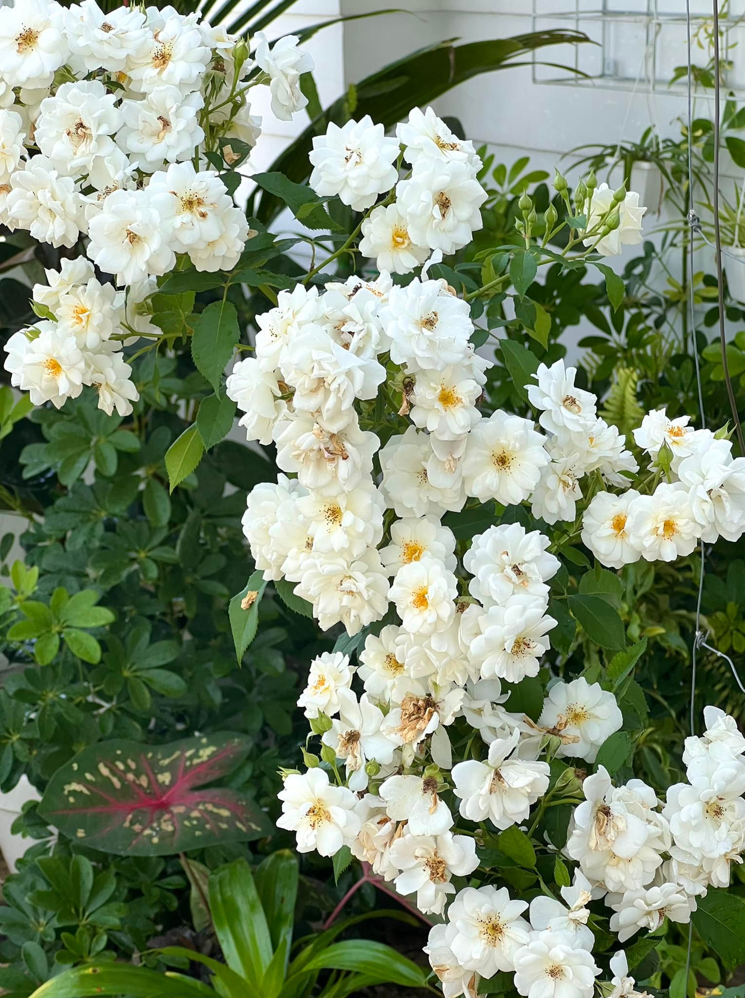 Khu vườn tràn ngập cỏ cây được xem là tài sản 'quý giá' trong ngôi gia bạc tỷ của vợ chồng MC Quyền Linh