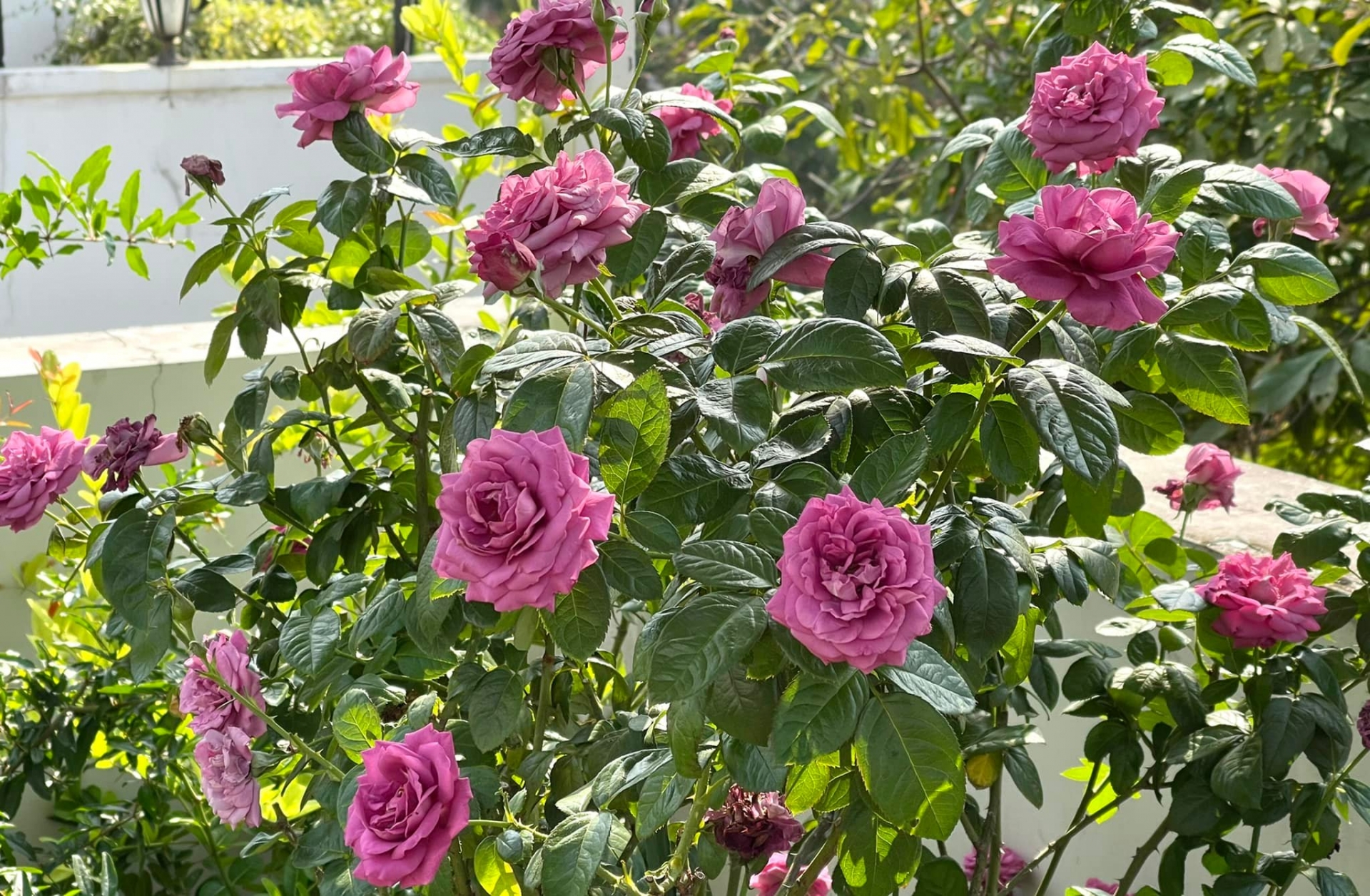 Đây là 'tài sản' quý trong ngôi biệt thự chục tỷ của MC Quyền Linh, dân tình hú hồn: Chỉ biết 'ước' - Ảnh 2