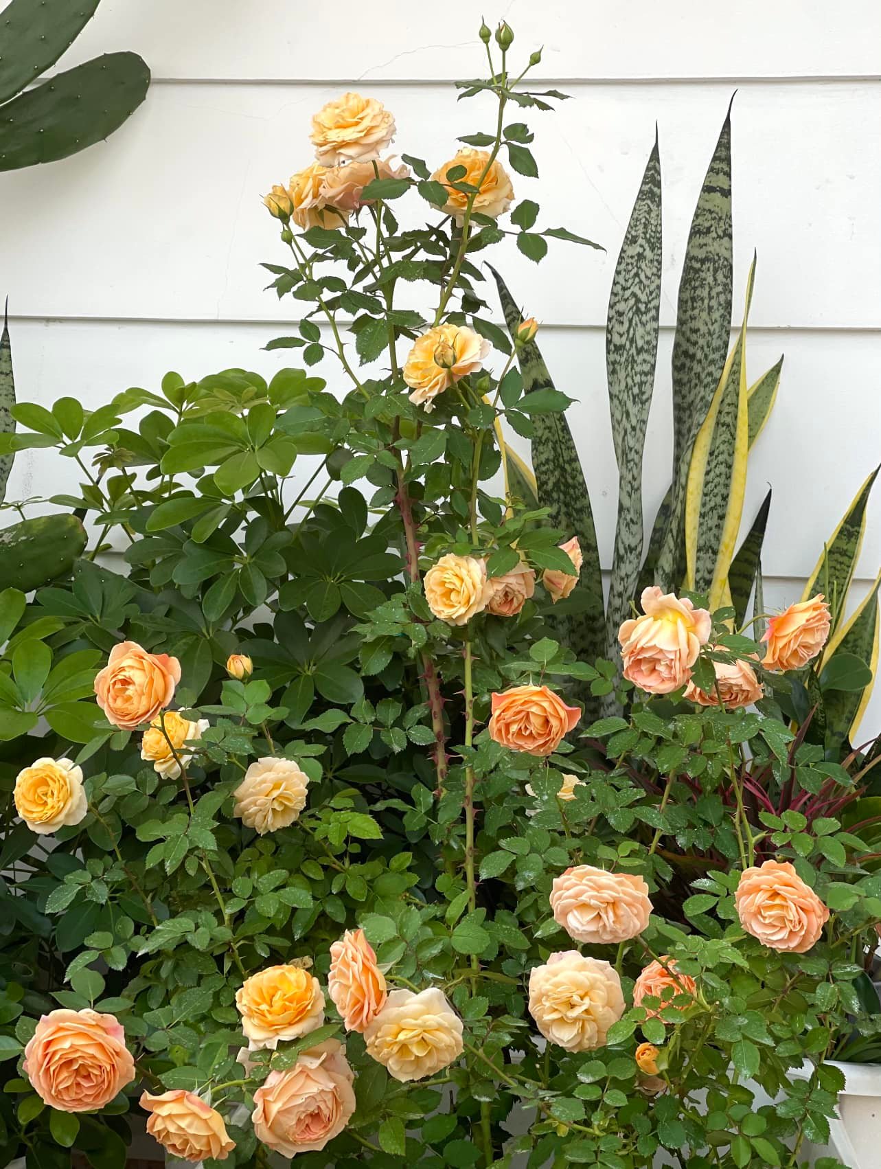 Đây là 'tài sản' quý trong ngôi biệt thự chục tỷ của MC Quyền Linh, dân tình hú hồn: Chỉ biết 'ước' - Ảnh 1