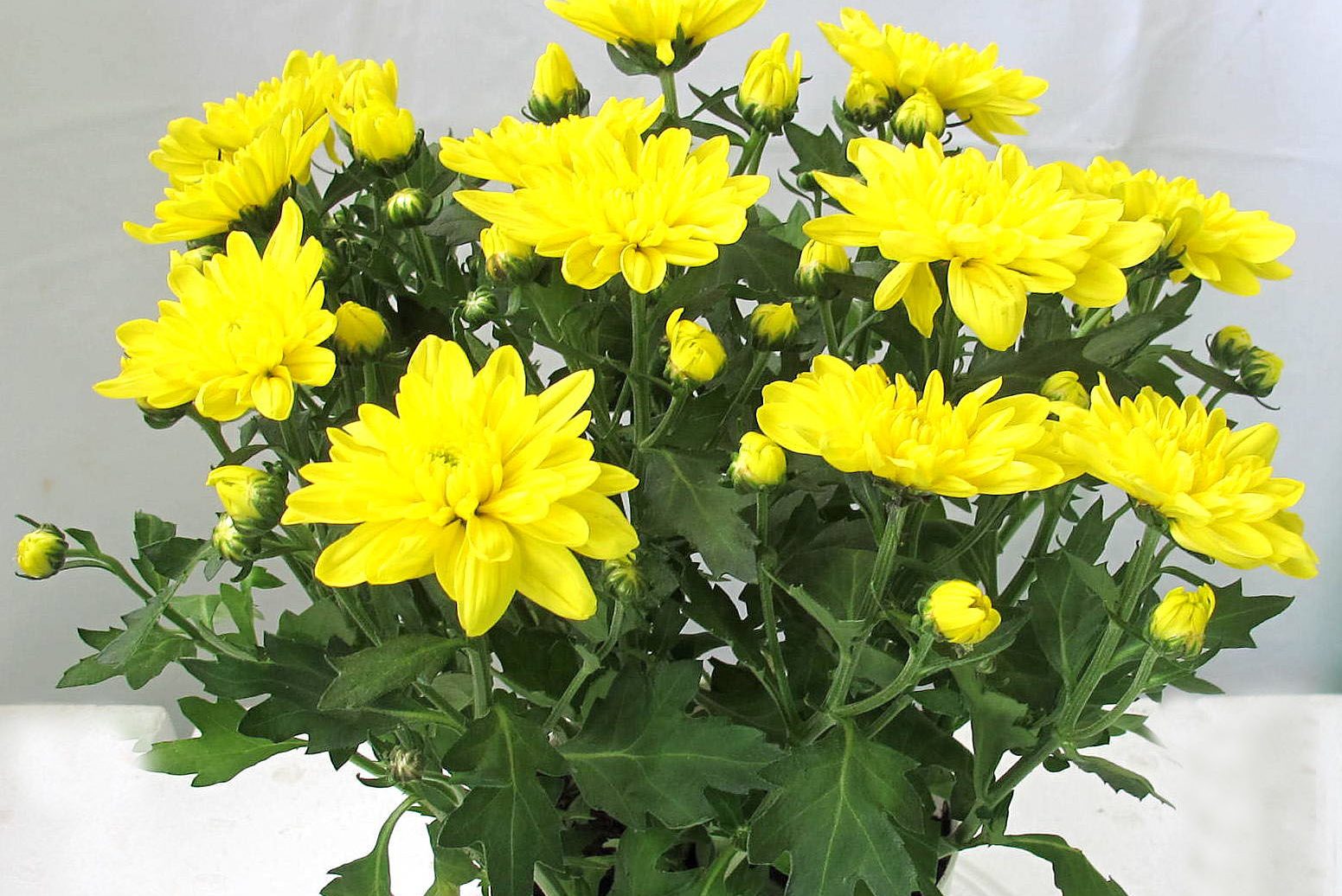 Nên sử dụng loại hoa có mùi hương và màu sắc nhã nhặn như cúc vàng, lay ơn, hoa sen, hoa huệ, hoa có màu đỏ tượng trưng cho may mắn