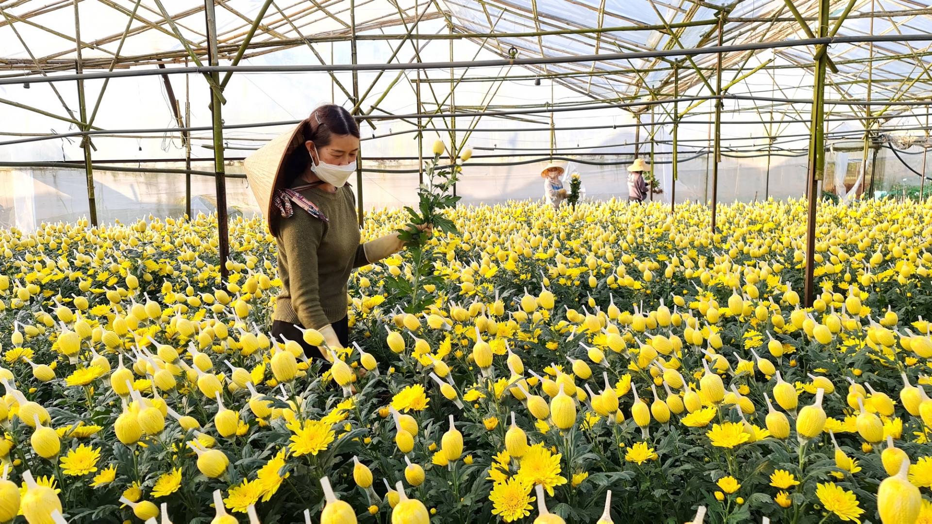 Tuổi xông đất đầu năm cho gia chủ sinh năm 1995 Ất Hợi năm Nhâm Dần 2022 hợp sẽ giúp công việc đi lên, tiền vào như nước, tiền ra nhỏ giọt