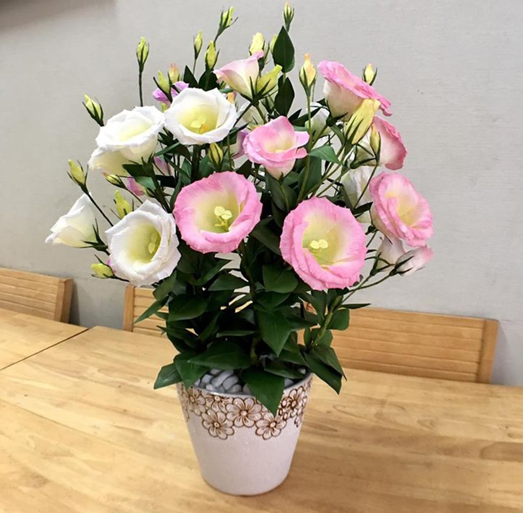 Cát tường mang đến vượng khí, an khang thịnh vượng cho cả gia đình trong năm mới