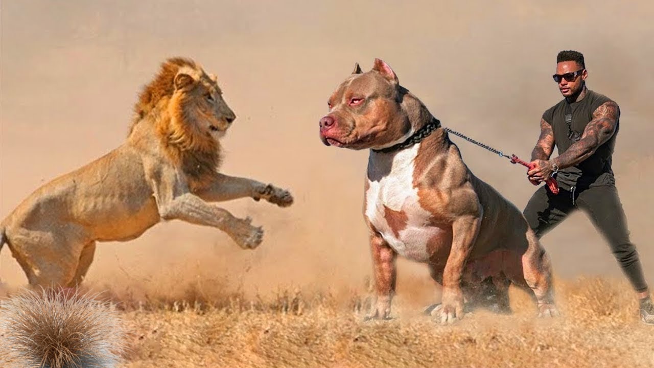 Pitbull là giống chó dữ, hiếu chiến, bền bỉ, gan lì được mệnh danh là sát thủ máu lạnh. 