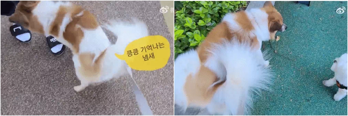 Kể từ khi về chung 1 nhà, Hyun Bin thường xuyên thay vợ chăm lo việc nhà, trong đó có thói quen đem chó đi dạo.