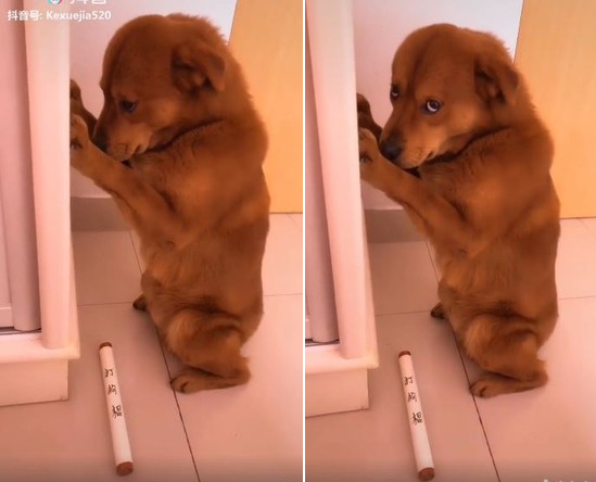 Tiểu Bàn nổi tiếng trên mạng xã hội Trung Quốc. Ảnh ET Today