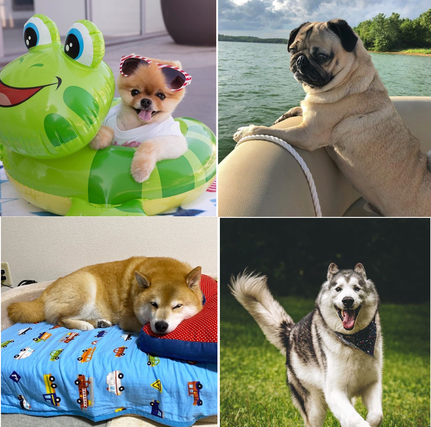 Những chú chó nổi tiếng với lượng người theo dõi khủng trên mạng xã hội.