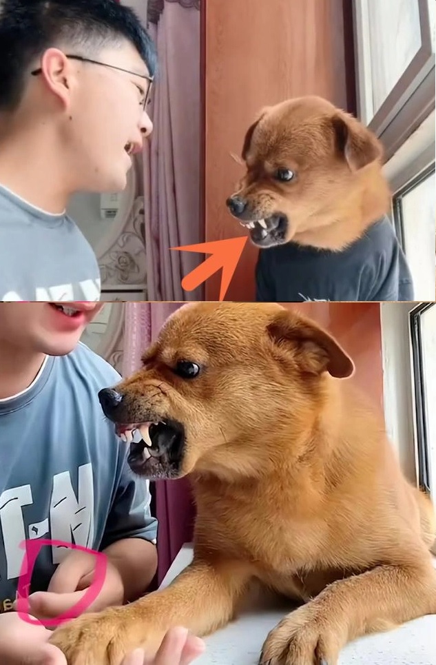 Dân mạng phát hiện chủ nhân của Tiểu Bàn dùng kim đâm vào chân chú chó.