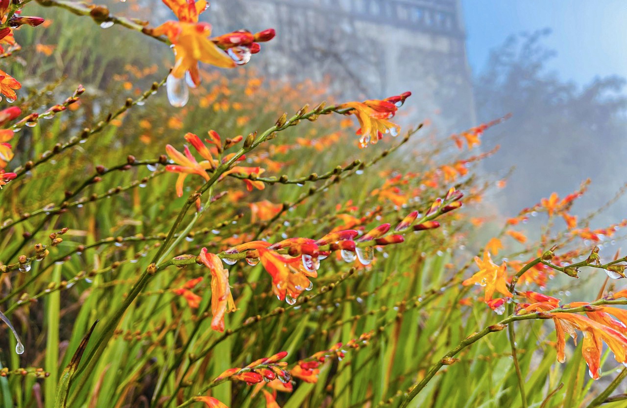 Cận cảnh băng giá phủ trắng trên đỉnh Fansipan. Ảnh Sun World Fansipan Legend