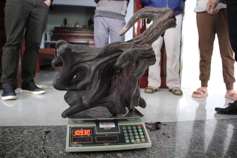 Cặp nhung nai có trọng lượng gần 11kg. Ảnh Thanh Thủy.