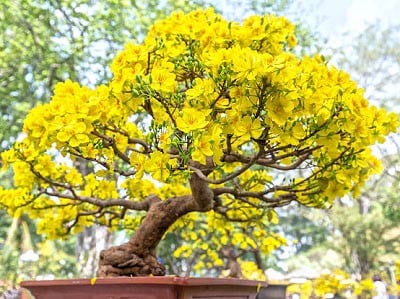 Hoa mai biểu tượng sắc xuân. Hoa mai biểu tượng sắc xuân.