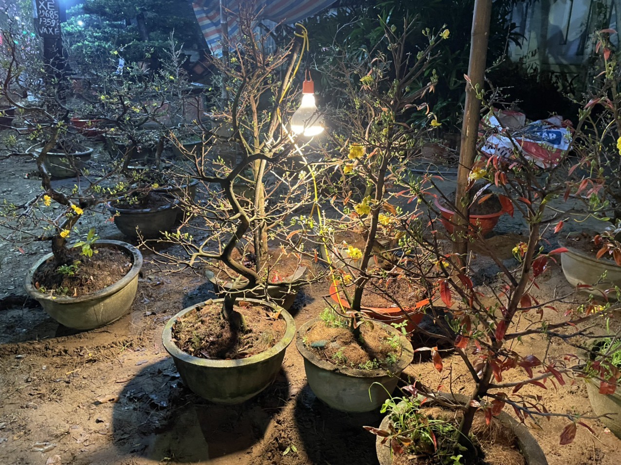 Theo anh Sơn, hàng hoa mai của anh mở từ ngày mở hàng từ ngày 20 Âm lịch. Kể từ ngày đó, anh và những người thân trong nhà phải chịu cảnh 'giường trời chiếu đất' . Năm nay thời tiết lạnh khiến cho các tiểu thương càng vất vả hơn vì lều bạt đều không làm kiên cố, không đủ che gió, lạnh...