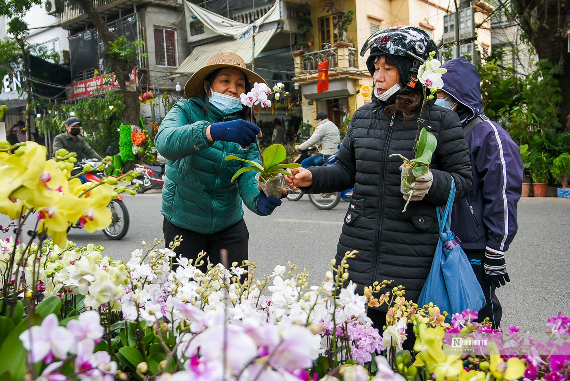 Những chậu lan cũng được người mua lựa chọn cho dịp Tết năm nay, theo tiểu thương tại đây chia sẻ: 'Năm nay, giá bán theo từng loại hoa không tăng nhiều so với năm ngoái, khách hàng tới mua cũng thoải mái trong việc lựa chọn'.
