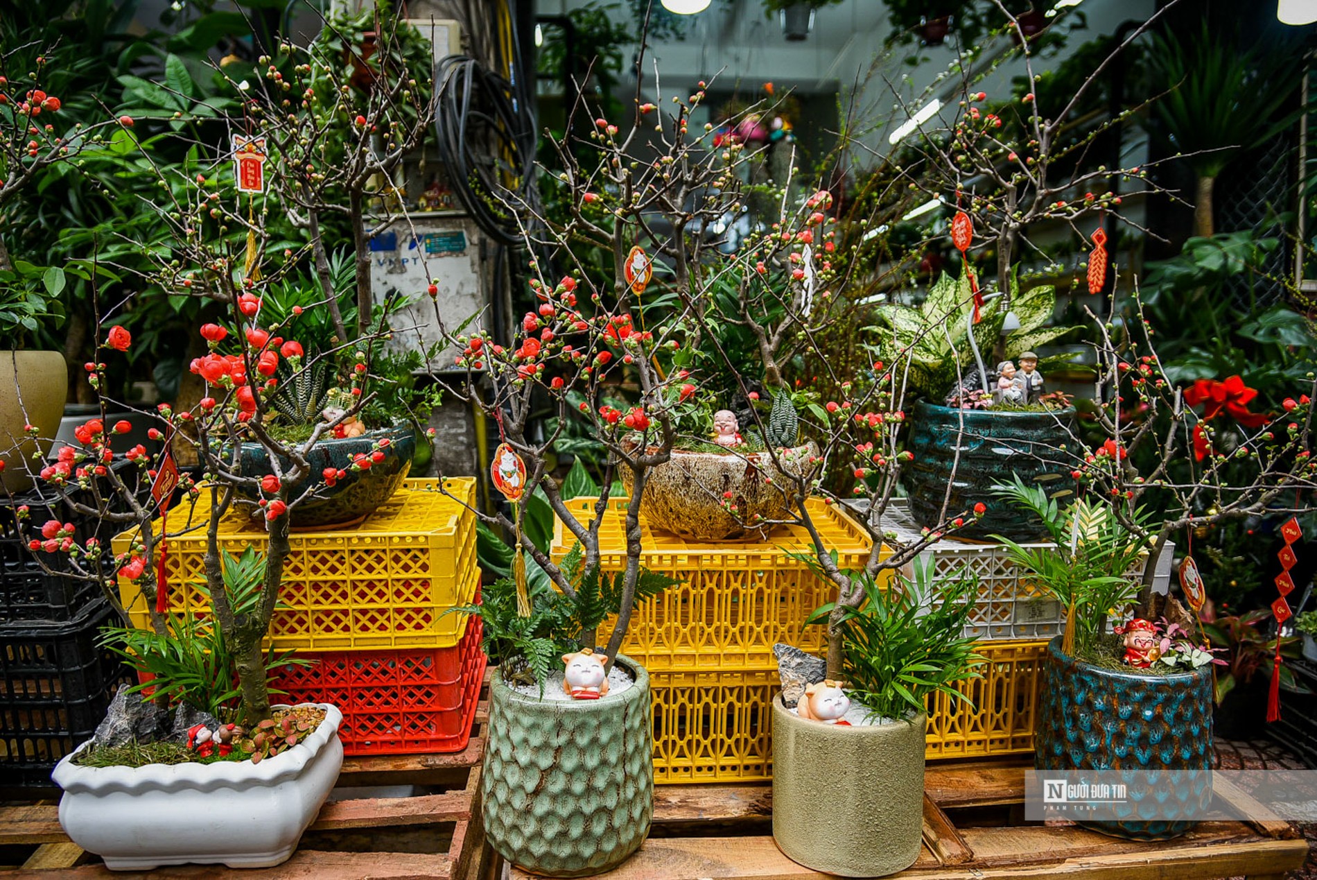 Tại đây, các tiểu thương bày bán các loại hoa, cây cảnh quanh năm, có đủ mọi mức giá để người dân thoải mái chọn hoa sao cho hợp túi tiền.