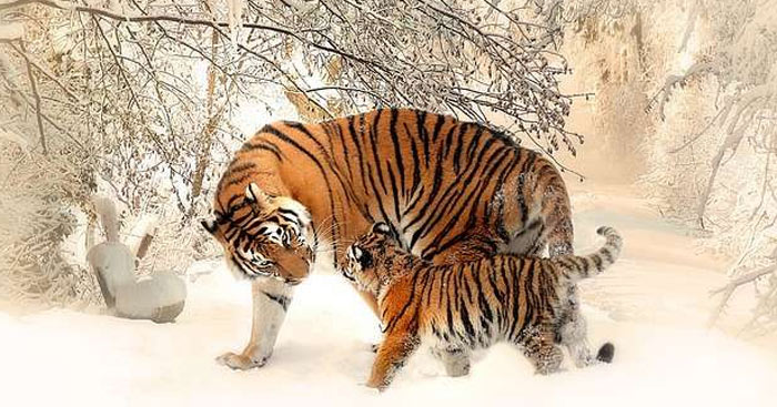 Xem ngày tốt khai trương, mở hàng năm 2023 cho tuổi Dần - Ảnh 1