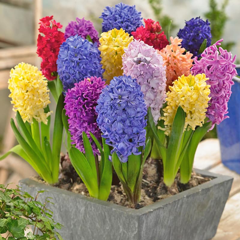 5 món đồ cấm kỵ đặt trong nhà dễ khiến tài vận sa sút: Số 4 nhiều nhà mắc phải - Ảnh 4