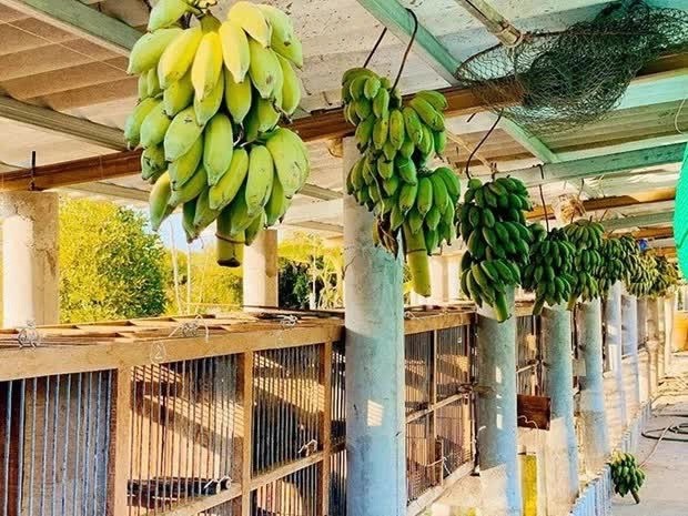 Nam diễn viên từng bỏ ra chi phí xây dựng trang trại lên tới hơn 5 tỷ đồng Nam diễn viên từng bỏ ra chi phí xây dựng trang trại lên tới hơn 5 tỷ đồng