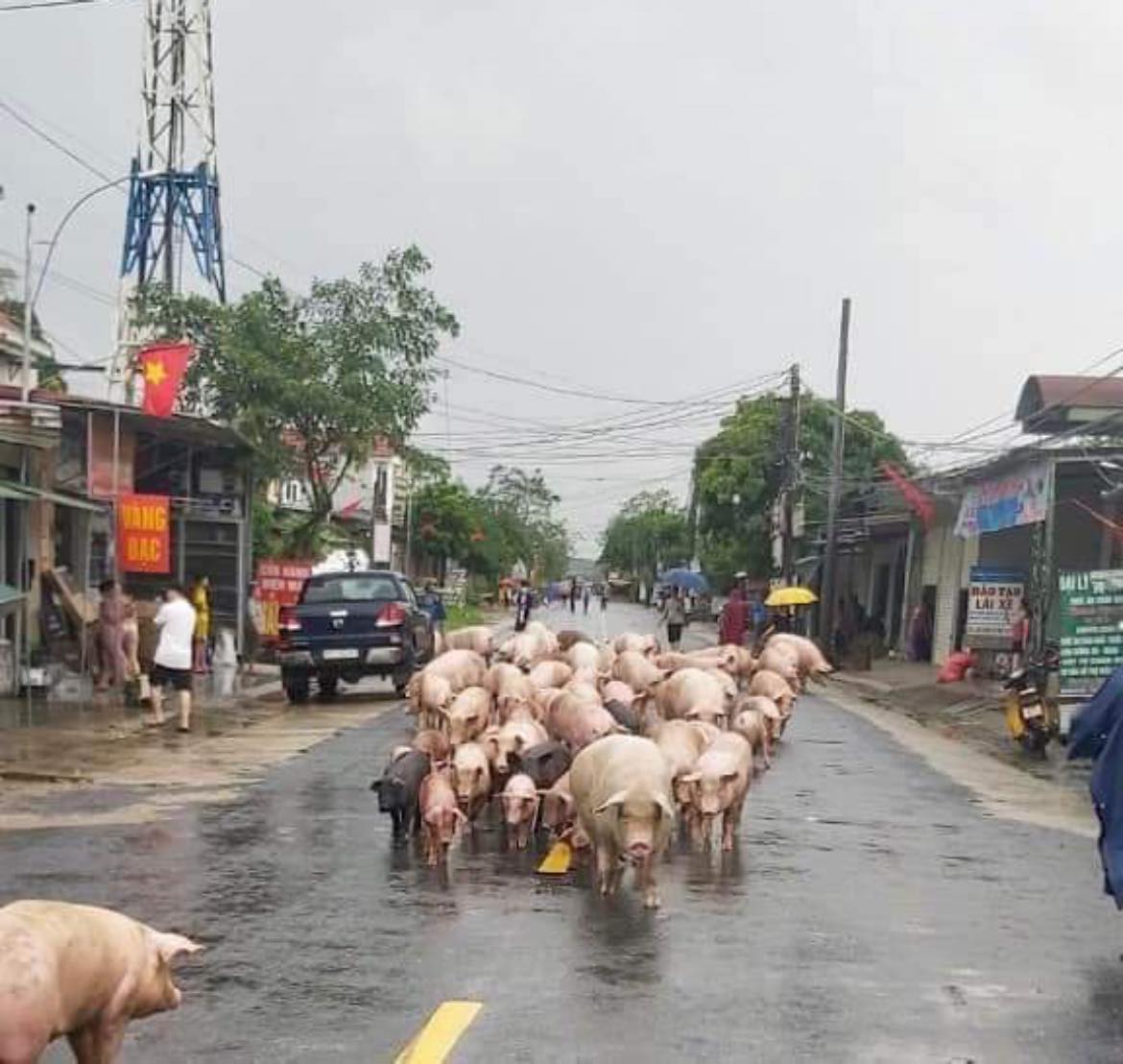 CHÙM ẢNH: Nghệ An nước ngập sâu chạm nóc nhà, người dân nháo nhác di dời vật nuôi, đường xá tan hoang