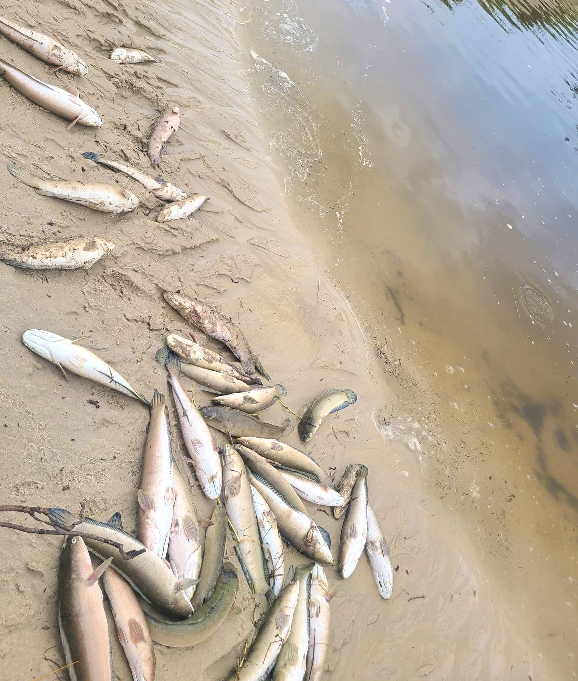 Cá chết trắng hồ.