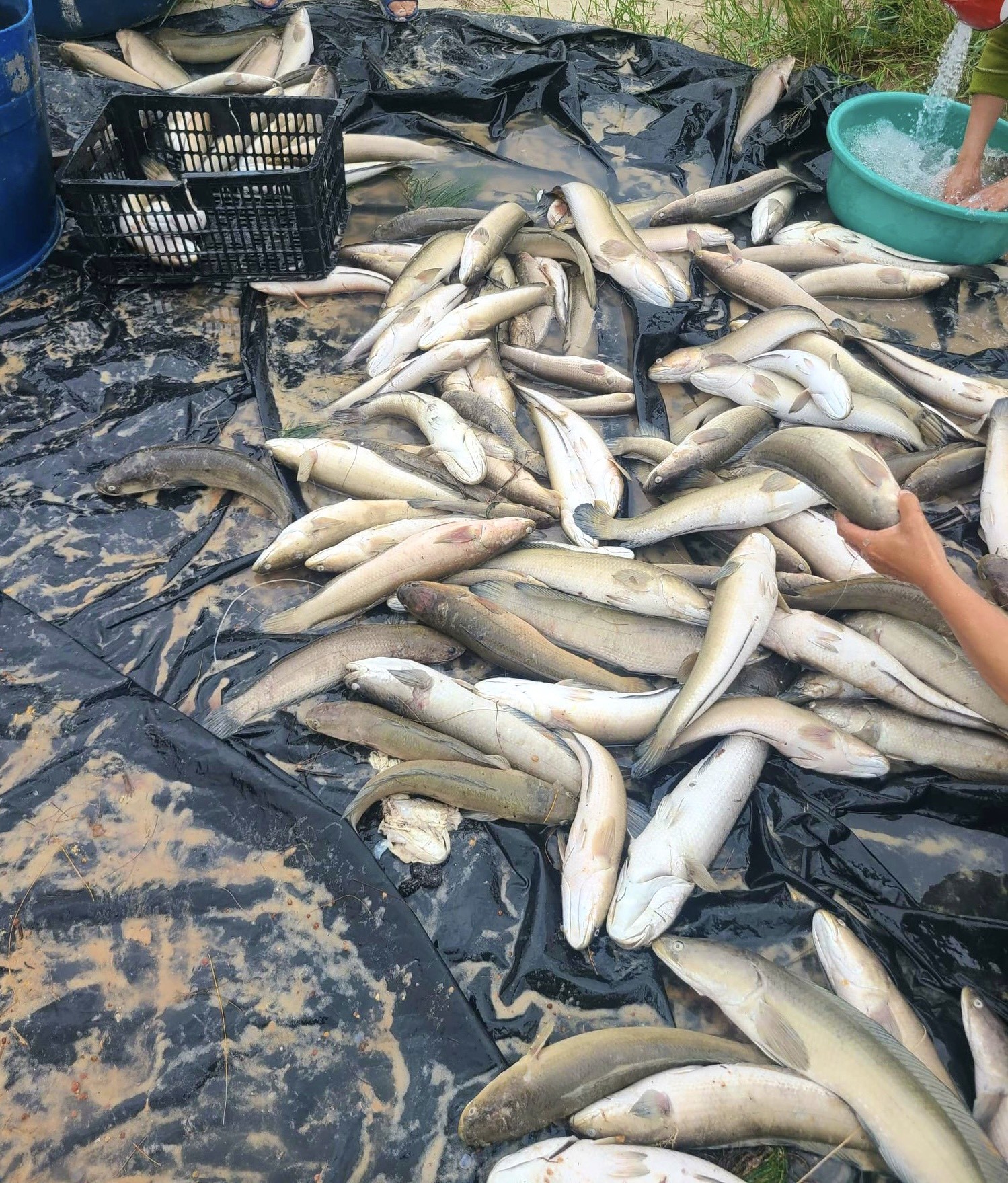 Trận mưa lớn kèm theo sét đánh đã khiến hàng tấn cá của người dân bị chết trắng.