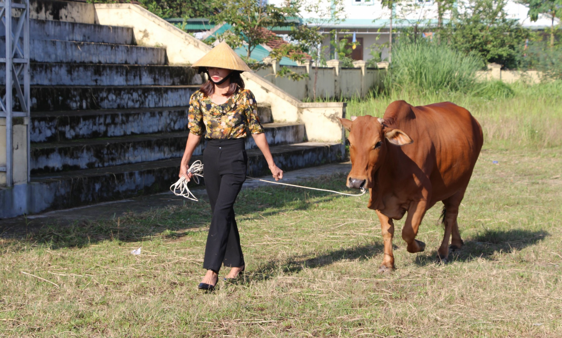 Chủ nhân dắt bò cùng tham gia trình diễn trước sự vỗ tay của khán giả