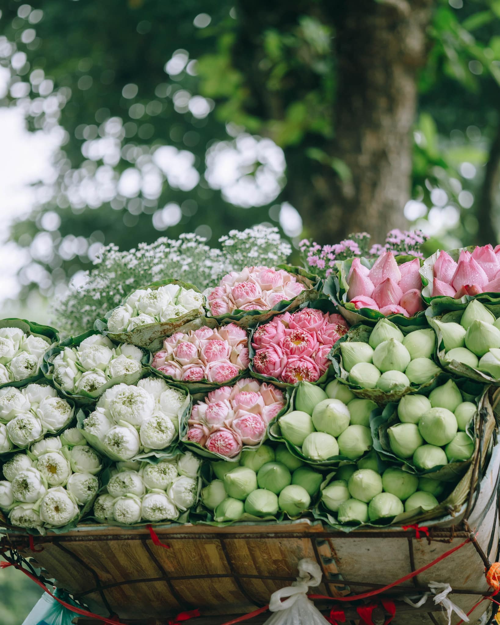 Trót ‘say’ mùa thu Hà Nội