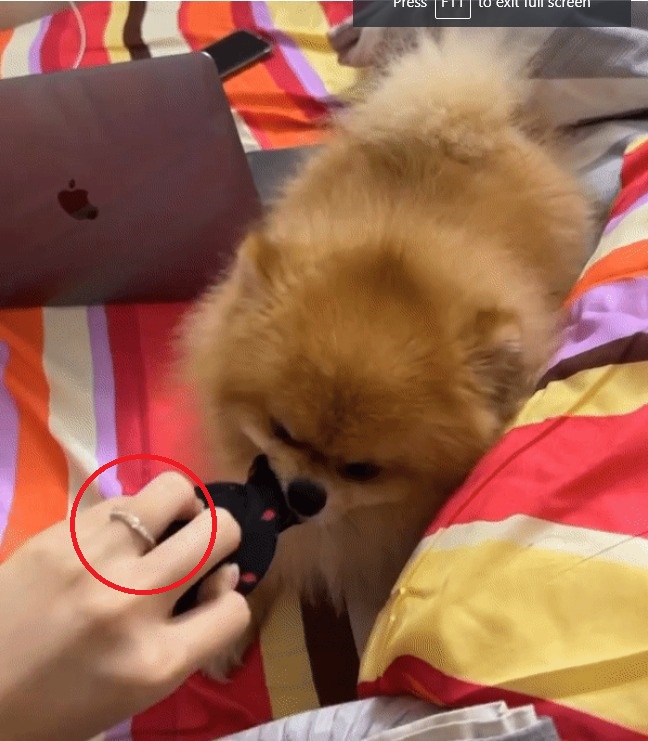 Đỗ Mỹ Linh vô tình để lộ nhẫn cưới vô cùng tối giản khi vui đùa với thú cưng