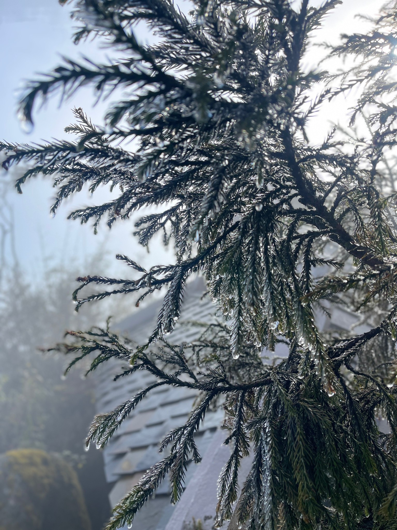 Fansipan lần đầu xuất hiện băng giá, nhiệt độ ngoài trời -2 độ C - Ảnh 1