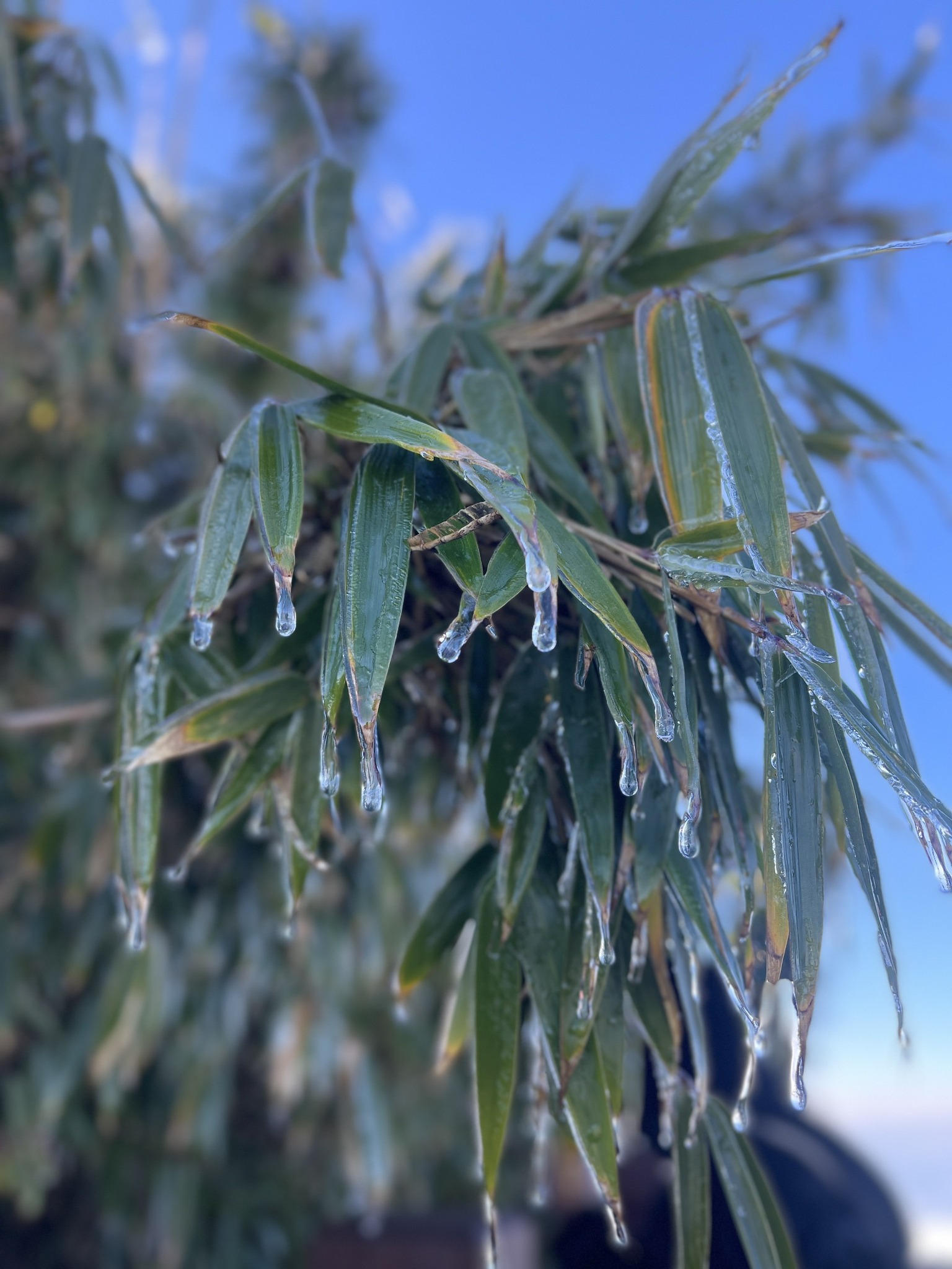 Fansipan lần đầu xuất hiện băng giá trong mùa đông năm nay. Nguồn ảnh: Sun World Fansipan Legend