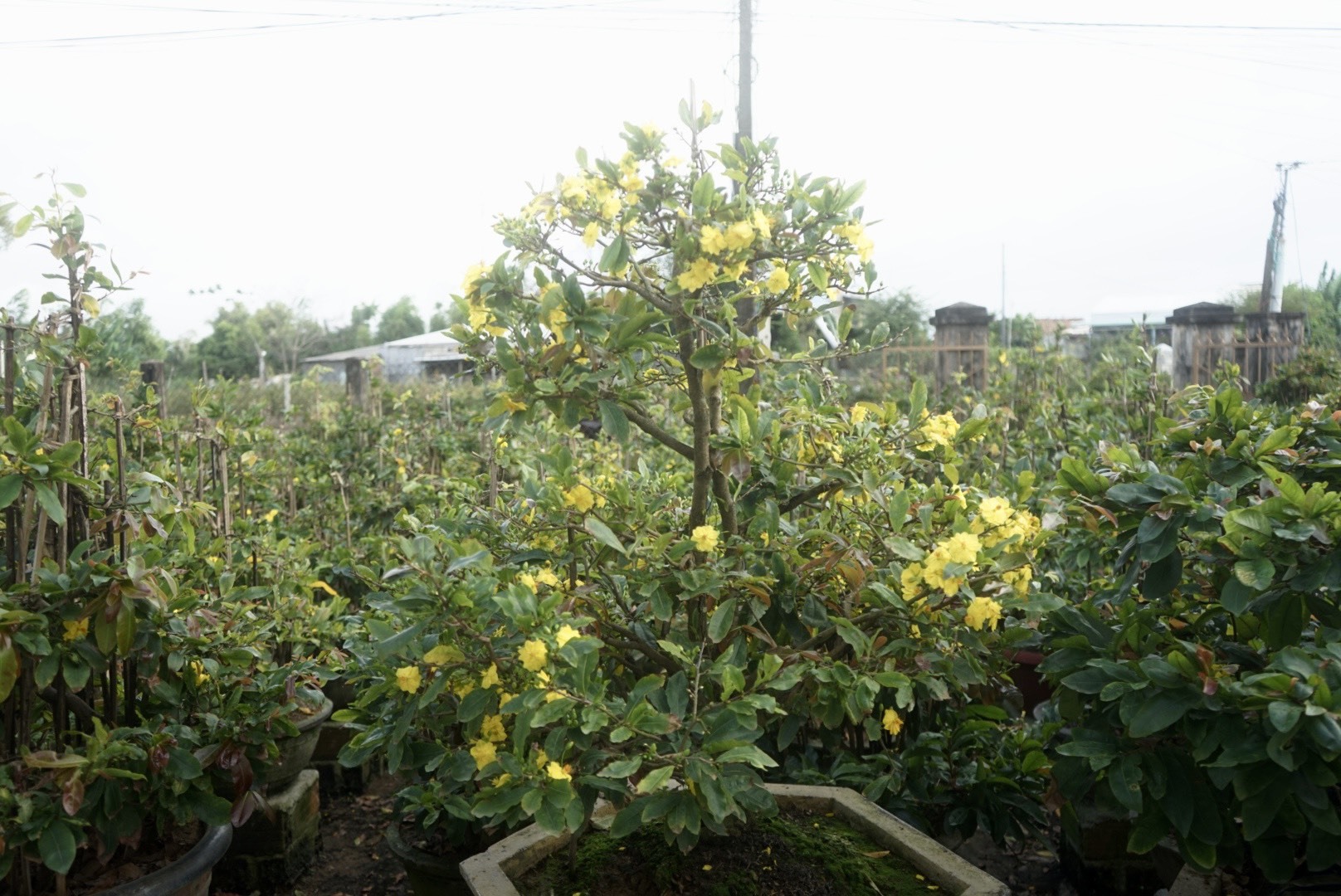 Các chậu mai tại thị xã An Nhơn đã nở rộ dù còn khoảng 1 tháng nữa mới đến Tết Nguyên Đán. Ảnh: Hoài Luân/báo Lao Động