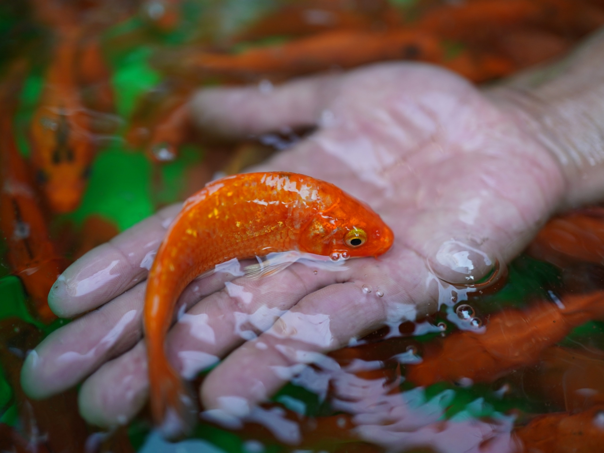 Cá chép là đồ cúng không thể thiếu khi đưa ông Công ông Táo về trời