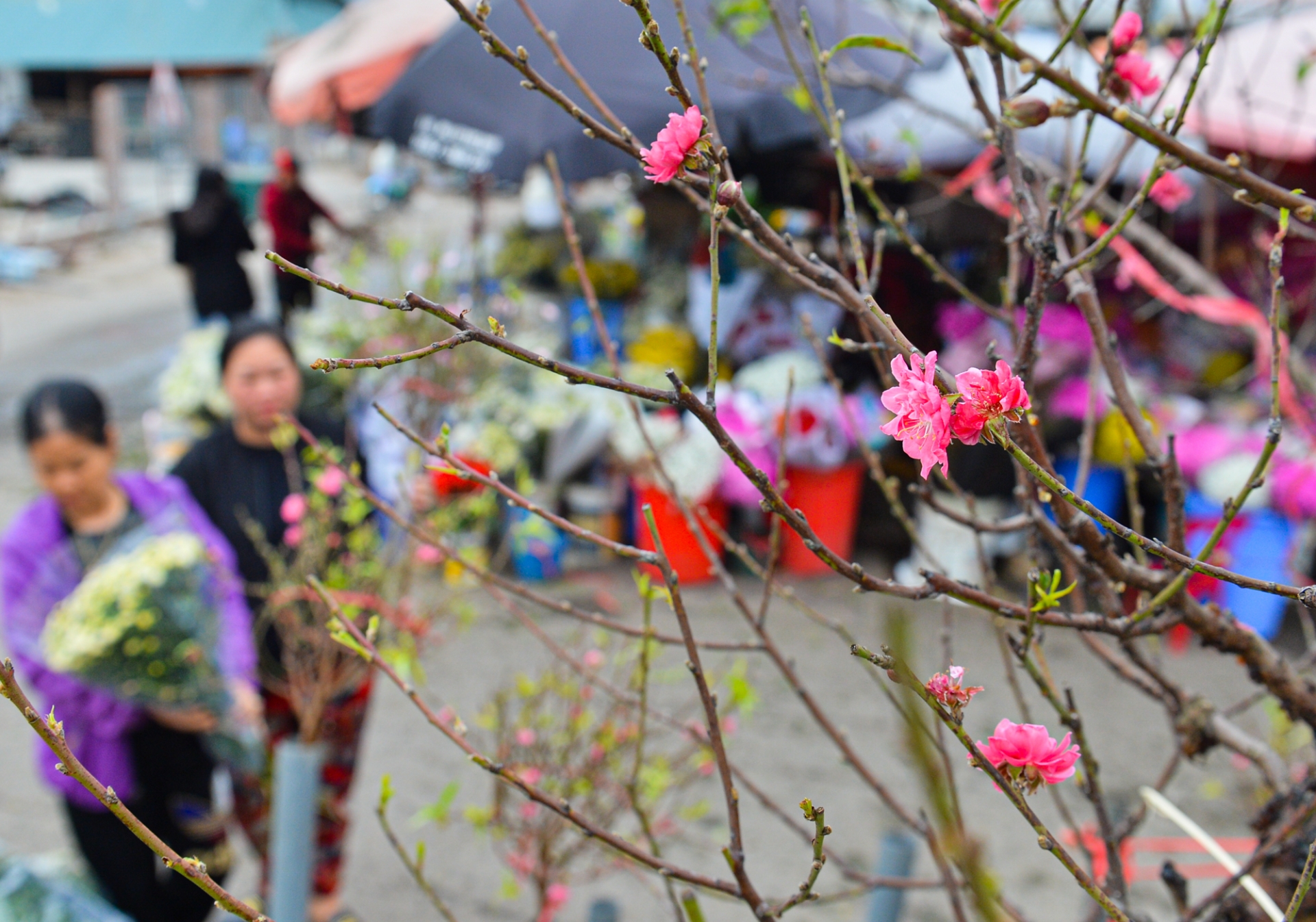 Mùng 1 Tết Quý Mão đang giữa chính đông nên thời tiết lạnh hơn tháng 2. Ảnh minh họa: Thanh Niên