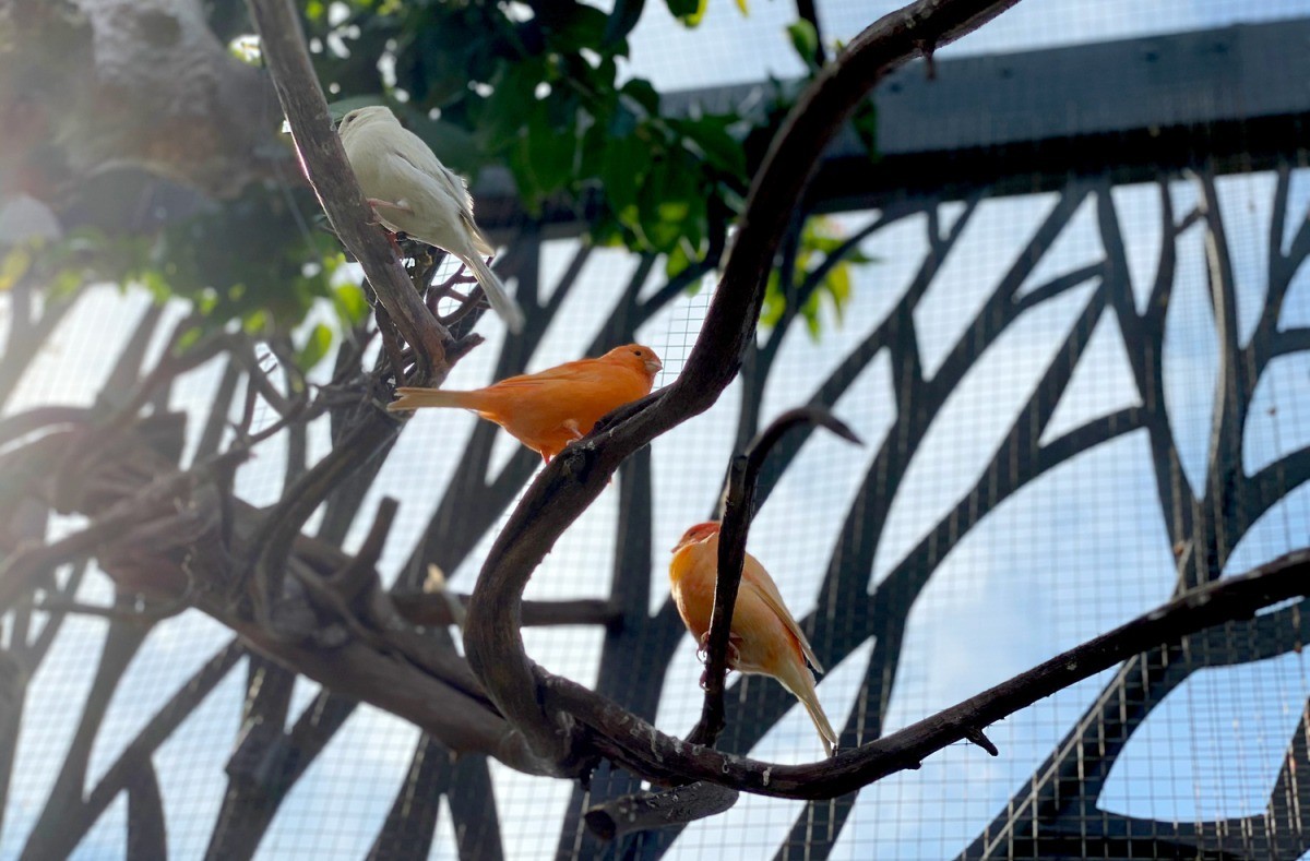 Chim bay đến nhà tương ứng với câu nói “đất lành chim đậu” - mang ý nghĩa tốt lành