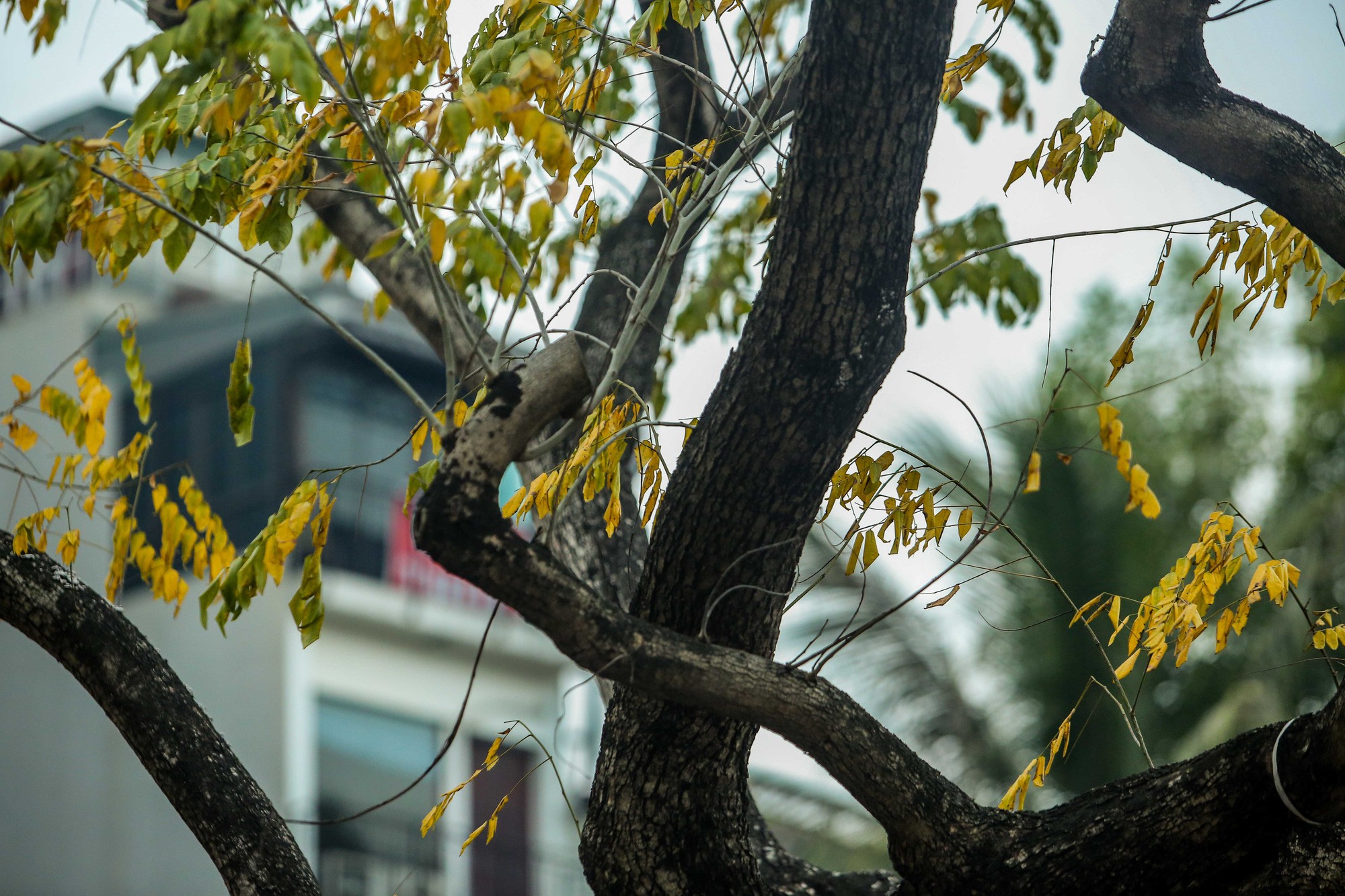 Cây chết đi hoặc héo úa lại dễ mang đến xui xẻo cho gia chủ