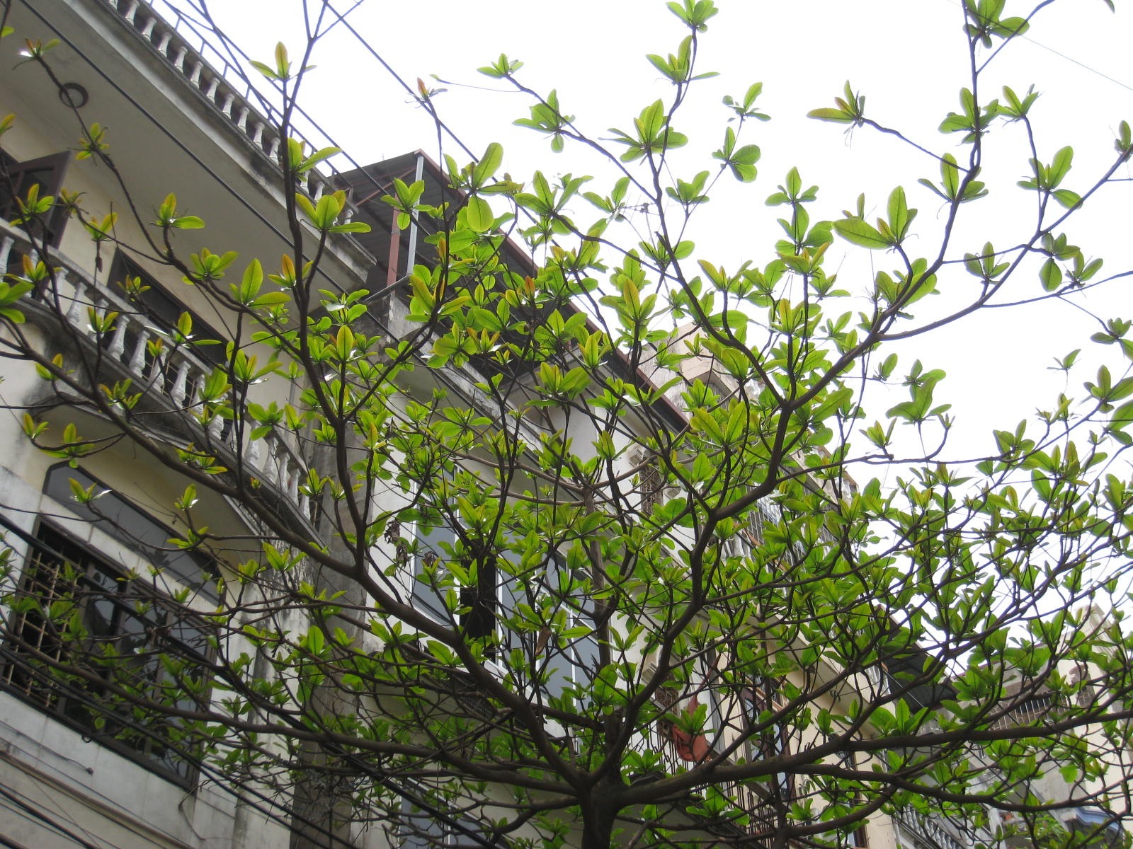 Cây cối xung quanh đâm chồi nảy lộc chứng tỏ có nhiều vượng khí