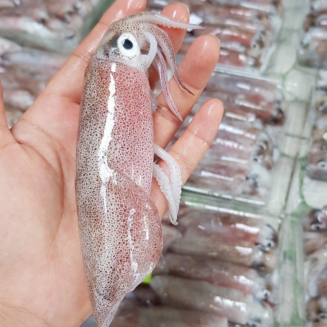 Mực - bạch tuộc vào mùa, rẻ đến mấy cũng không được mua những loại này: Số 3 độc gấp 50 lần rắn hổ mang 2 Mực - bạch tuộc vào mùa, rẻ đến mấy cũng không được mua những loại này: Số 3 độc gấp 50 lần rắn hổ mang 2