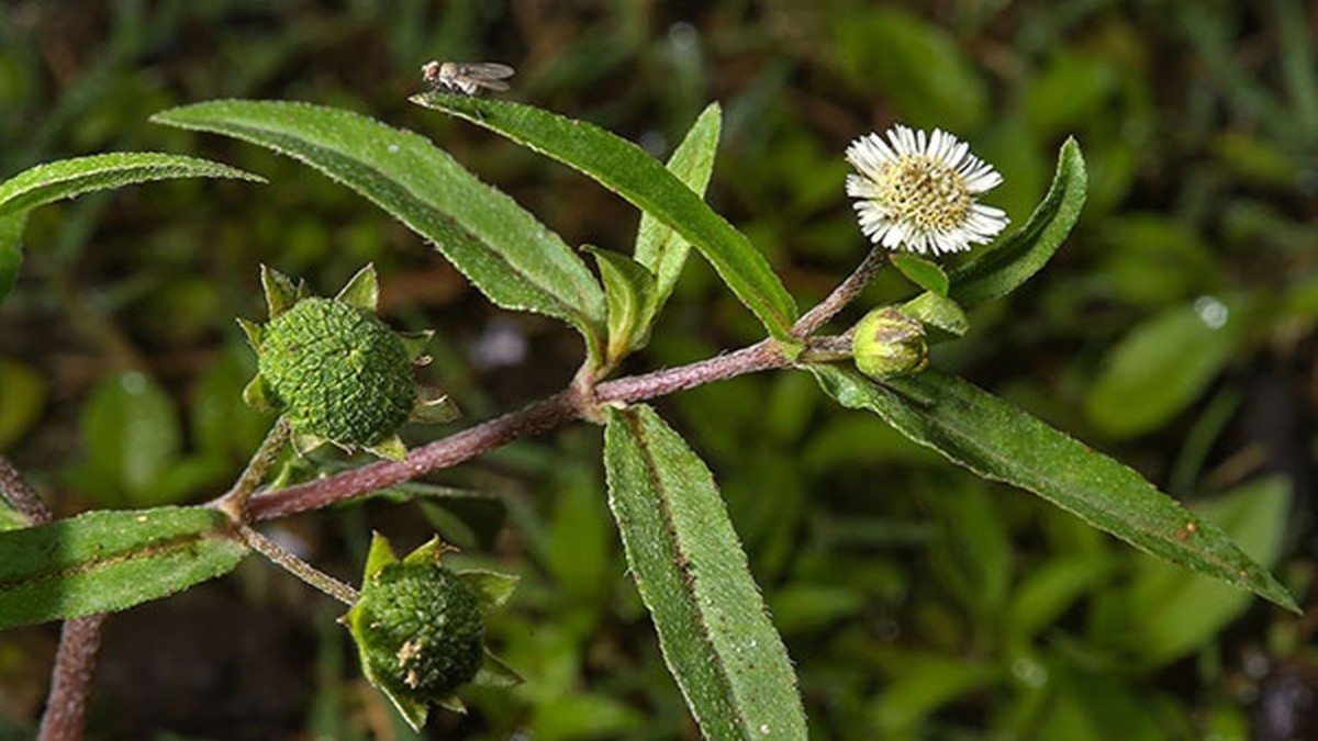 Cỏ mực